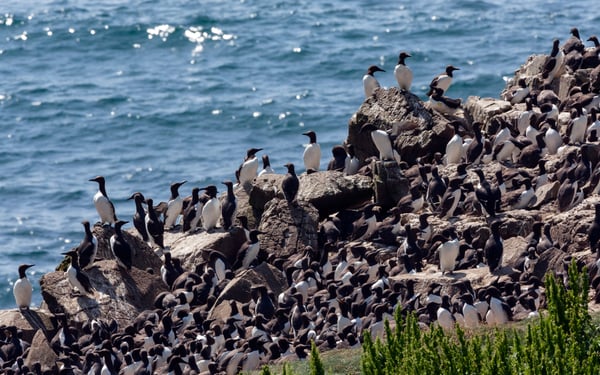 Guillemots on Lunga, Treshnish Isles, Scotland