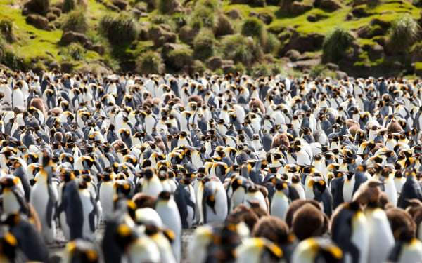 antarctica-cruise-from-australia