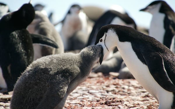 Chinstrap penguins in the South Shetland Islands, Antarctica