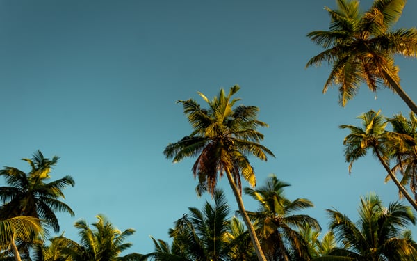Palm trees on Alphonse Atoll, Seychelles