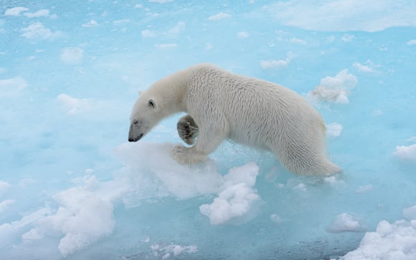 see a polar bear on a svalbard cruise in the arctic