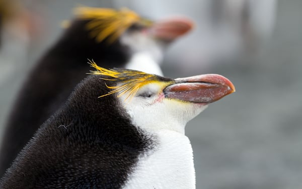 Royal penguins on Macquarie Island, Australia