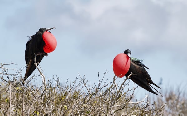 Frigate birds on Genovesa island, Galapagos