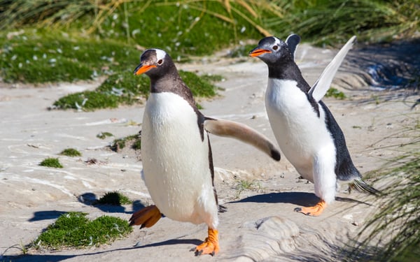 Gentoo penguins on New Island, Falklands