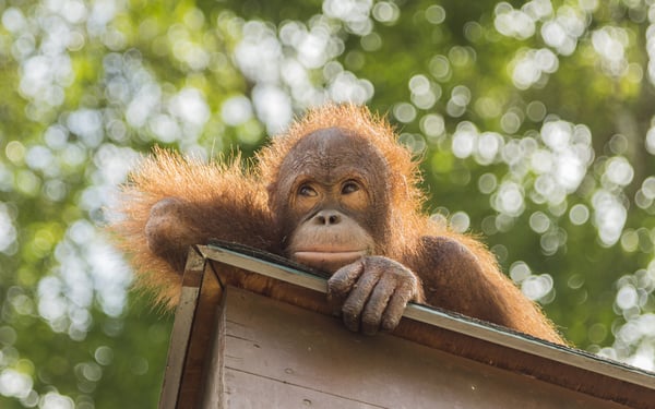Sepilok Orangutan Rehabilitation Centre, Borneo