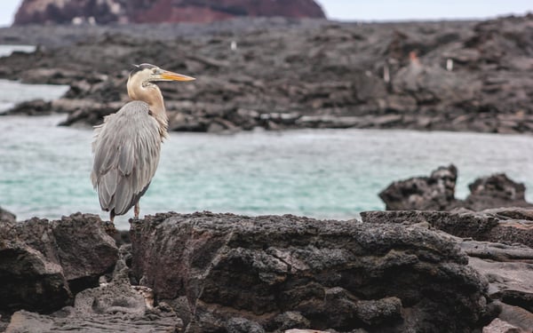 Great blue heron in Sullivan Bay, Santiago island, Galapagos