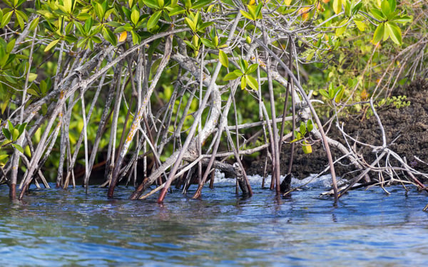 Magrove on Isla Eden, Santa Cruz, Galapagos