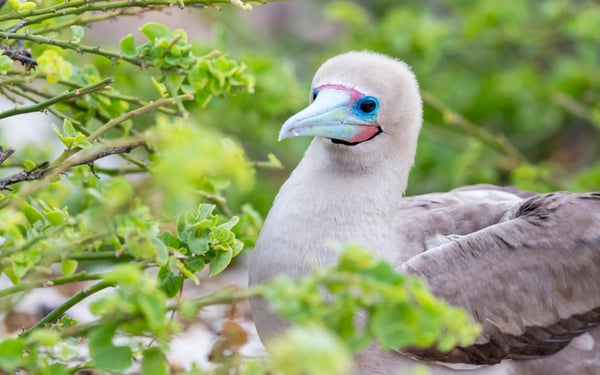 Red-footed booby on Genovesa island, Galapagos
