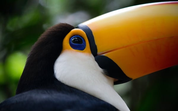 A toucan in Brazil - read our South America book, TV and film recommendations for travel inspiration
