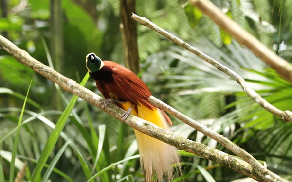 Bird of paradise, Papua New Guinea