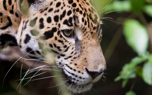 Jaguar in the jungle, Belize