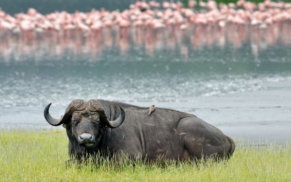 Water buffalo on safari in Kenya