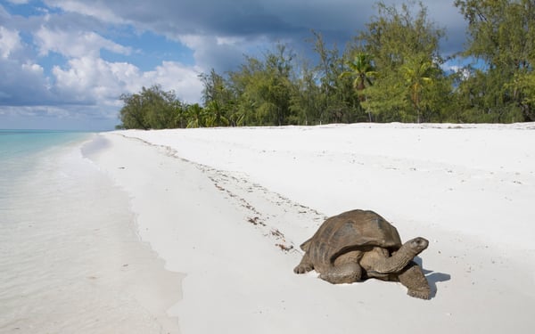 Giant tortoise on Aldabra Atoll, Seychelles