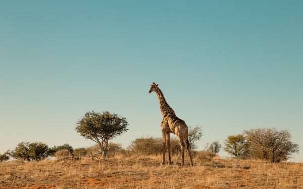 Giraffe, Namibia, Kalahari Desert National Park