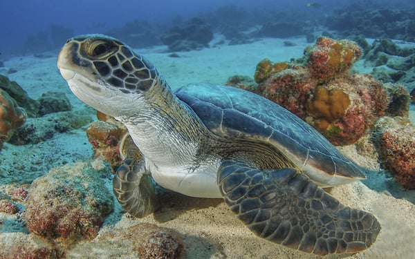 Sea turtle, Coco Island, Costa Rica