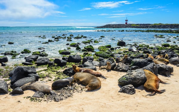 Fur seals on Punta Carola beach, San Cristóbal Island, Galapagos