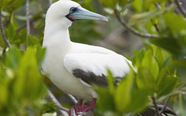 Red-footed booby, Genovesa Island, Galapagos