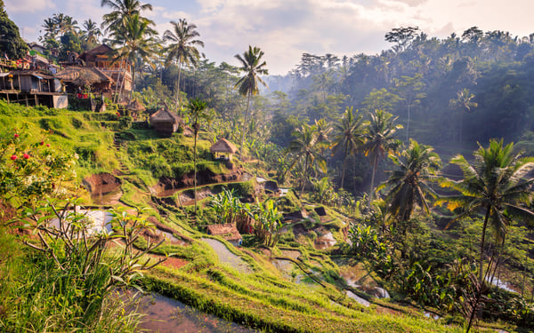 Jungle near Ubud, Bali
