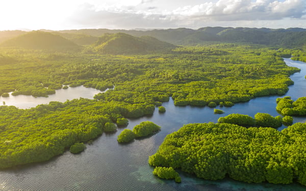 discover the Amazon on a river cruise
