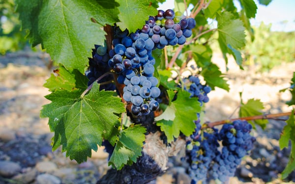Vineyards in Chateauneuf-du-Pape, France