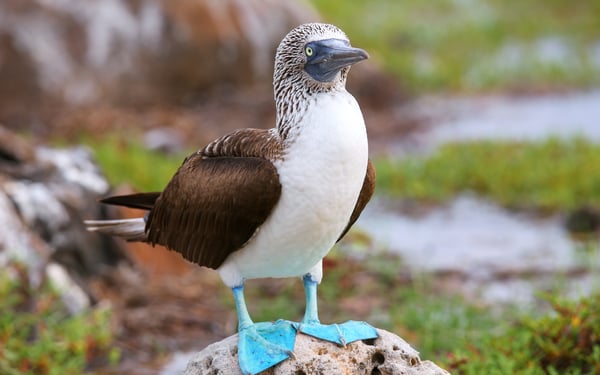 Blue footed booby on North Seymour Island, Galapagos