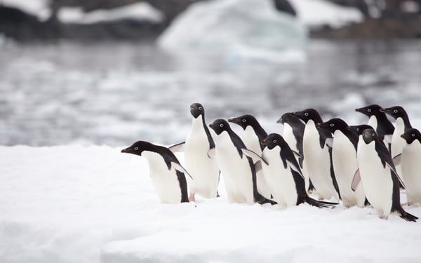 Adelie penguins in the Antarctic Sound
