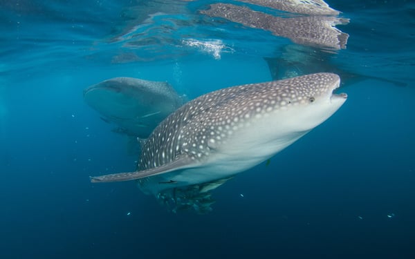Whale shark, Triton Bay, West Papua, Indonesia