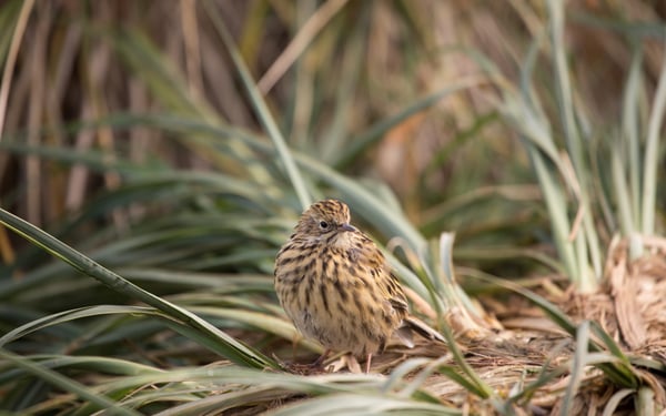 South Georgia pipit