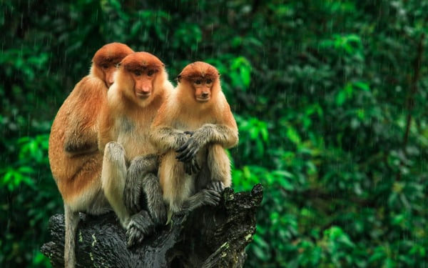 Proboscis monkeys in Borneo