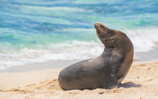 Sea lion on Gardner Bay, Española island, Galapagos