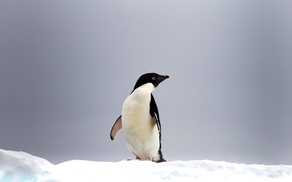 Adelie penguin, Antarctic Sound
