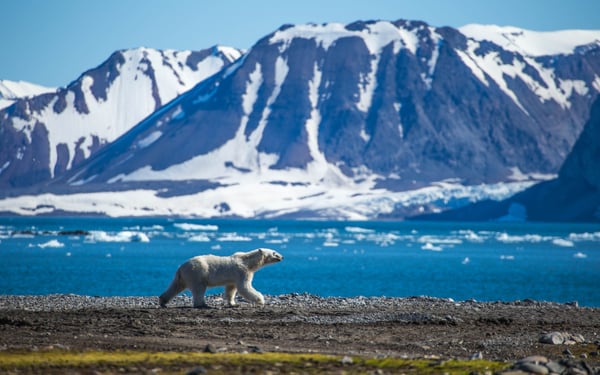 Polar bear in Spitsbergen