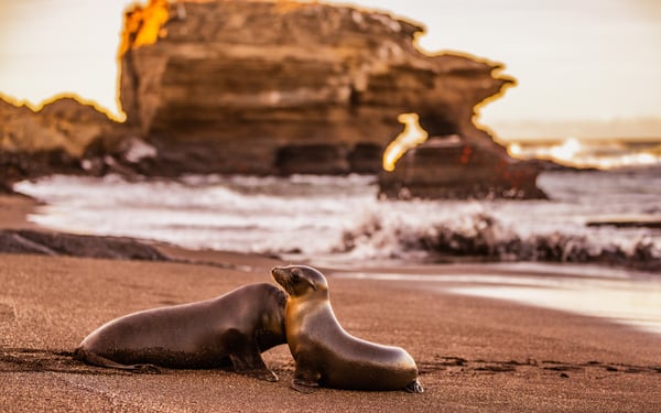 Galapagos_Sea_Lions_Santiago_island_Galapagos_Island