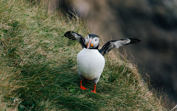 Puffin on Staffa Island in Scotland, a popular stop on a small ship British Isles cruise