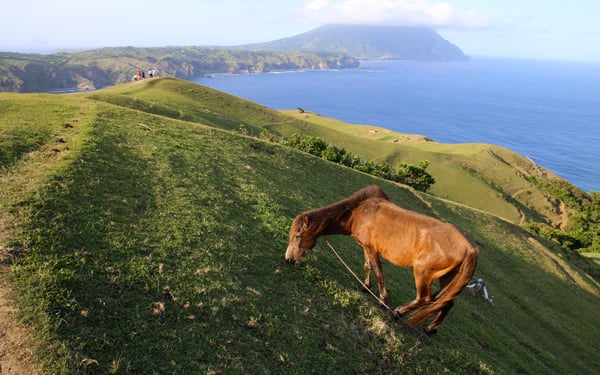 Horse grazing on Batan Island, Philippines
