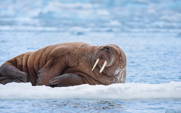 Walrus on the ice, Svalbard archipelago