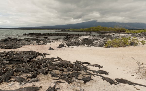 Marine iguanas at Punta Espinoza on Fernandina, Galapagos