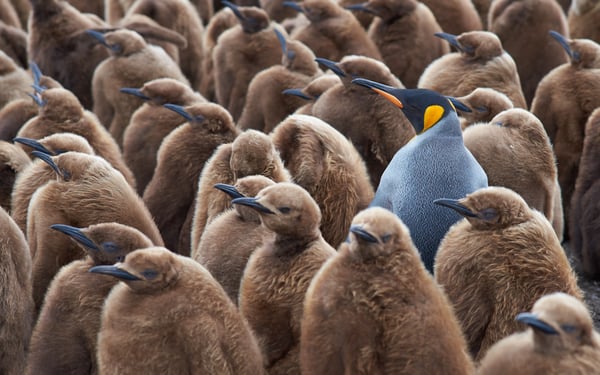 King penguin chicks at Volunteer Point, Falkland Islands