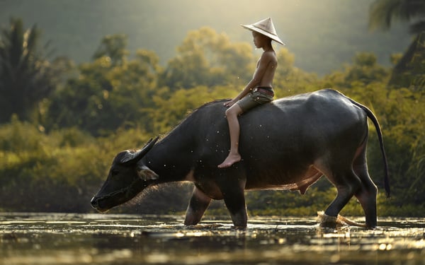 India & Far East expedition cruises - Buffalo in Cambodia
