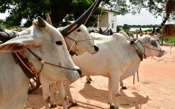 Cattle in Kampong Tralach, Cambodia