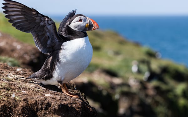 Puffin on Lunga island, Scotland