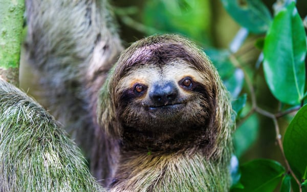 Sloth in Manuel Antonio National Park, Costa Rica