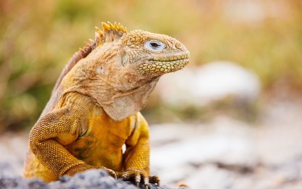 Land iguana, Galapagos