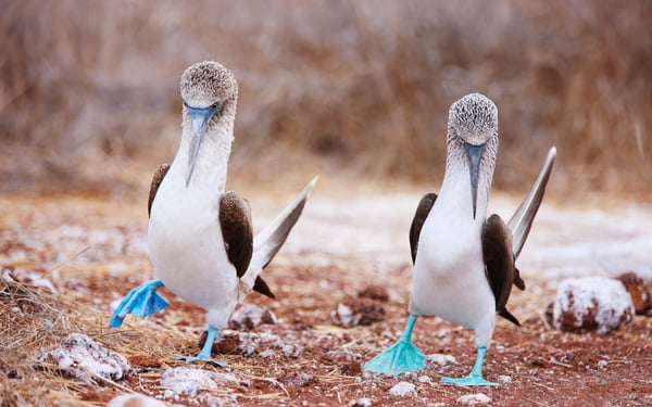 Pair of blue footed boobies, Galapagos