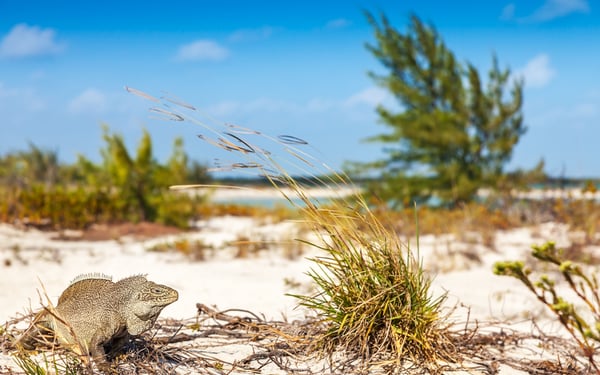 Iguana in Little Water Cay, Turks & Caicos