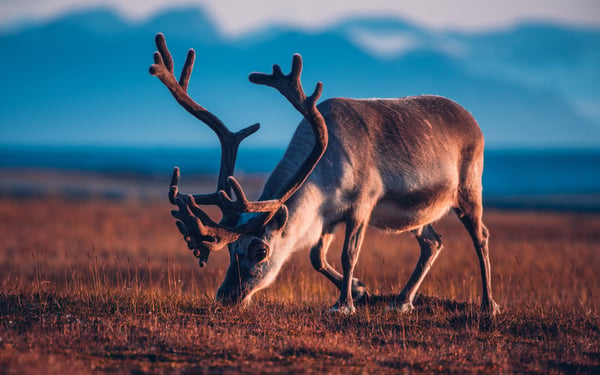 Reindeer in Svalbard in summer