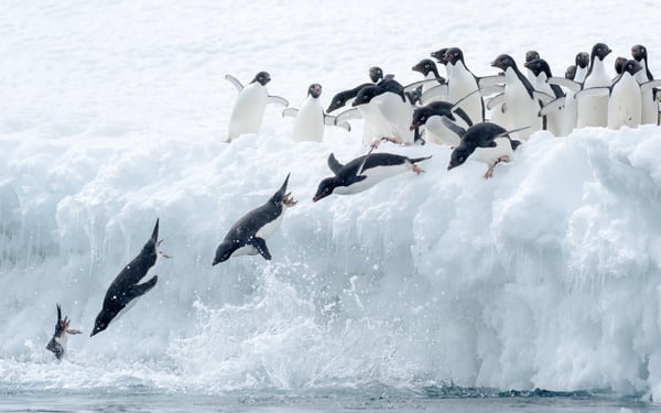 Adelie penguins in the Antarctic Sound