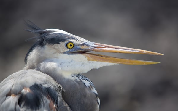 Great blue heron on Fernandina Island, Galapagos