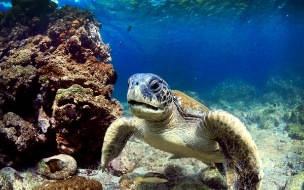 Sea turtle in the Galapagos