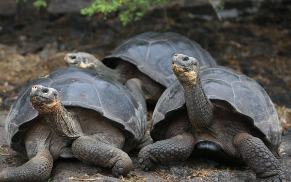 Giant tortoises, Galapagos